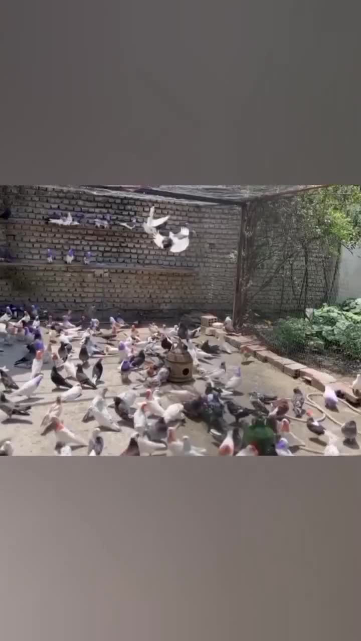 کبوتر پرشی ( بندرگز)|پرنده|گرگان, |دیوار