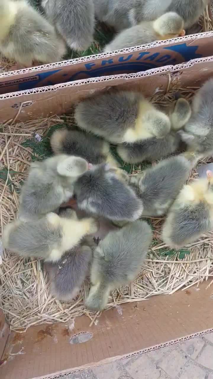 فروش غاز|حیوانات مزرعه|پیرانشهر, |دیوار