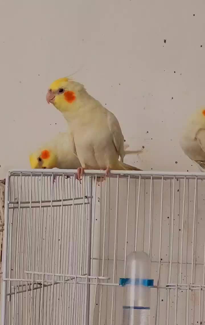 عروس هلندی لوتینو|پرنده|قوچان, |دیوار