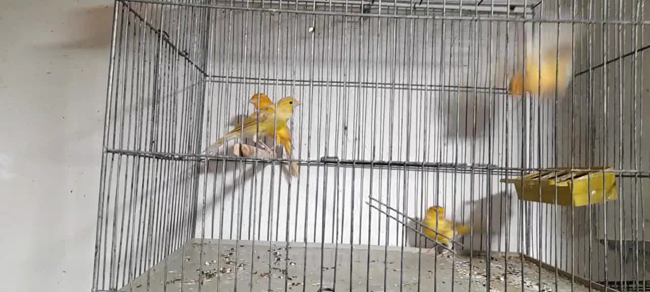 قناری ابلغ وزیتونی|پرنده|داراب, |دیوار