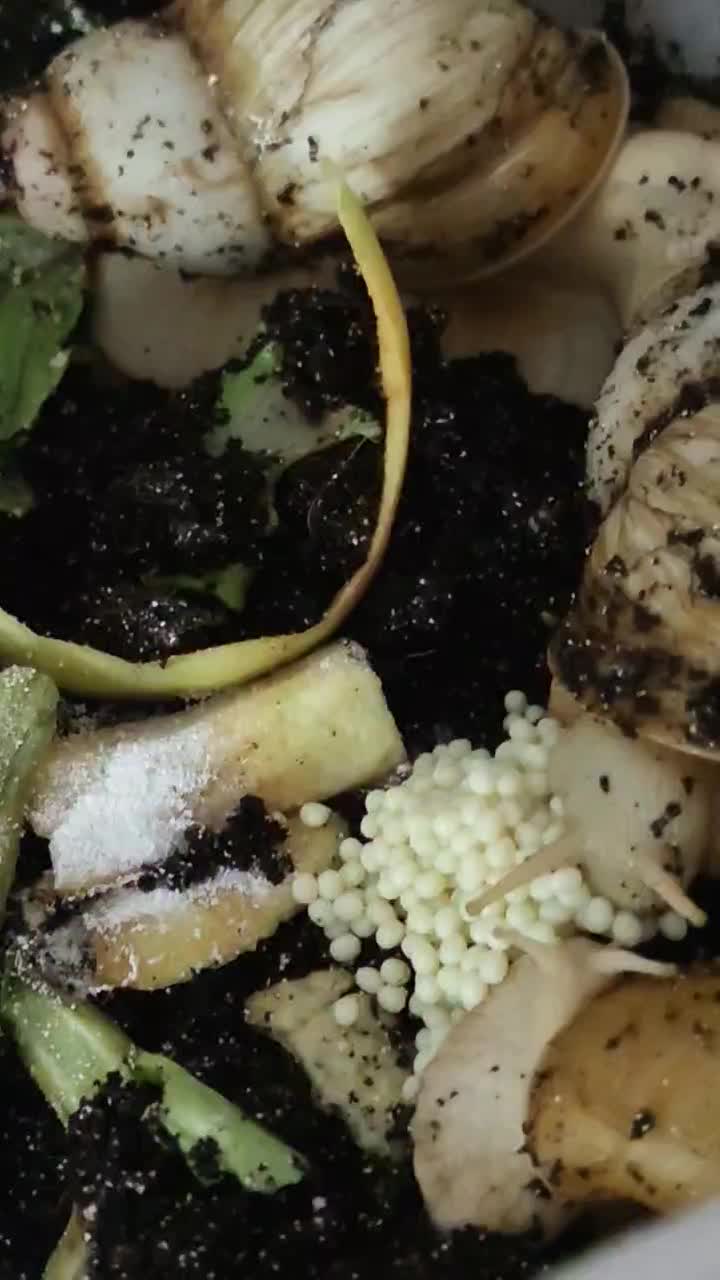 حلزون|خزنده|قم, نوقطار|دیوار