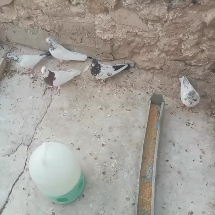 چند عدد پرنده|پرنده|مسجد سلیمان, |دیوار