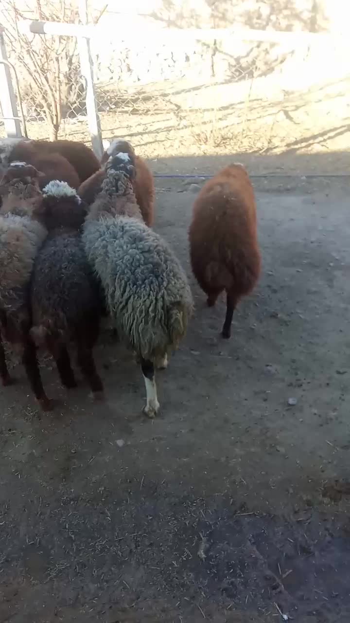 بره نر|حیوانات مزرعه|باوله, |دیوار