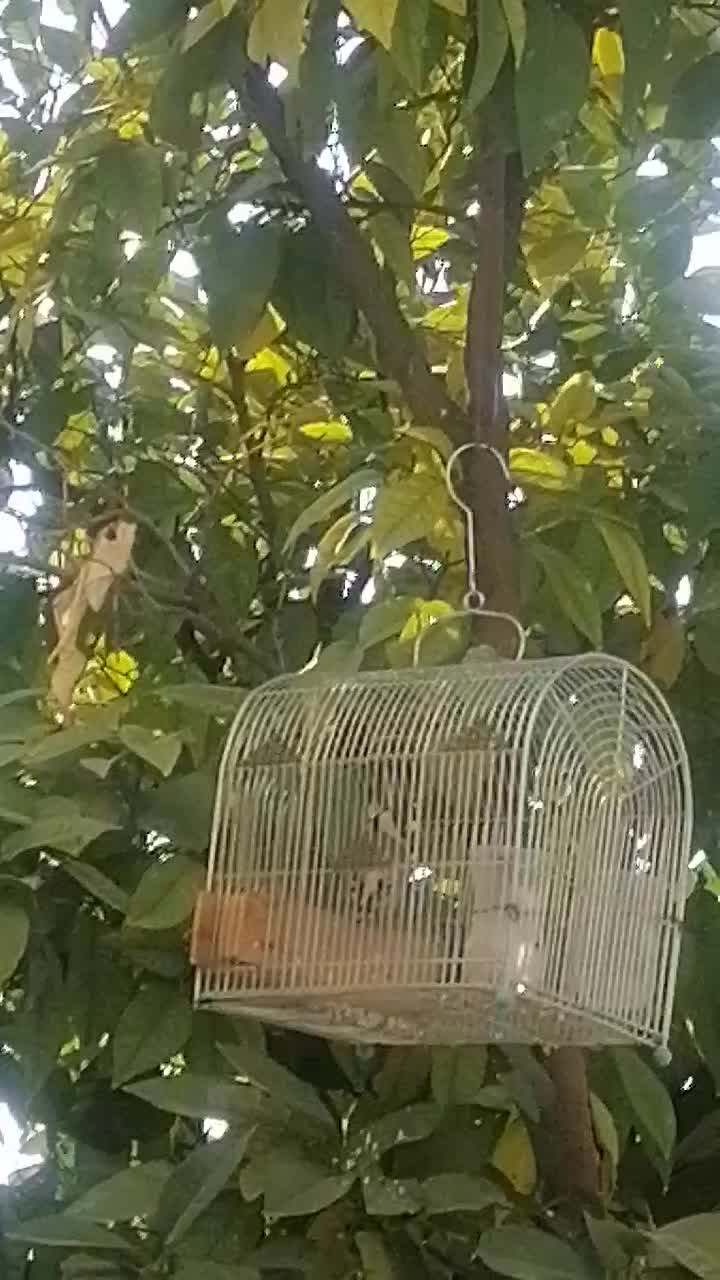 سهره سرسیاه|پرنده|شیراز, پودنک|دیوار