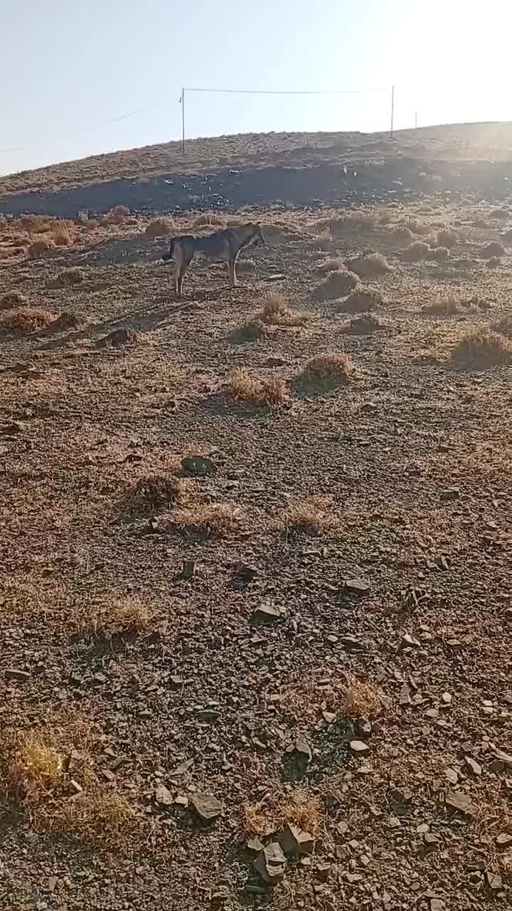 ماده پژدر|سگ|زند, |دیوار