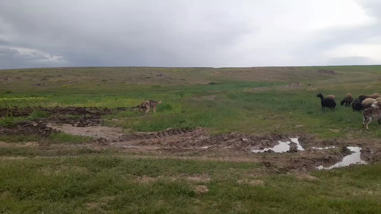 سگ گله|سگ|زنجان, |دیوار