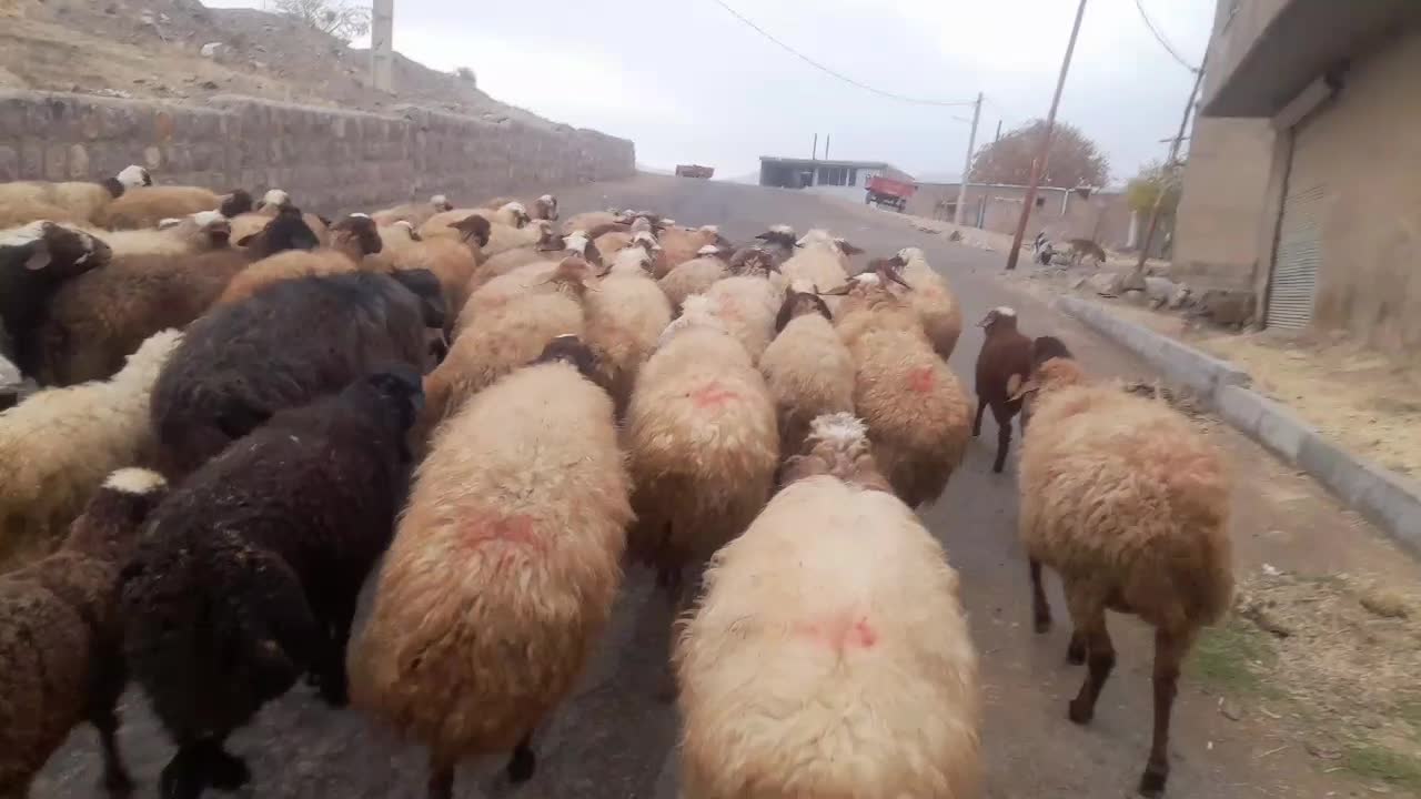 گوسفند وبره داشتی جوان|حیوانات مزرعه|کرمانشاه, |دیوار