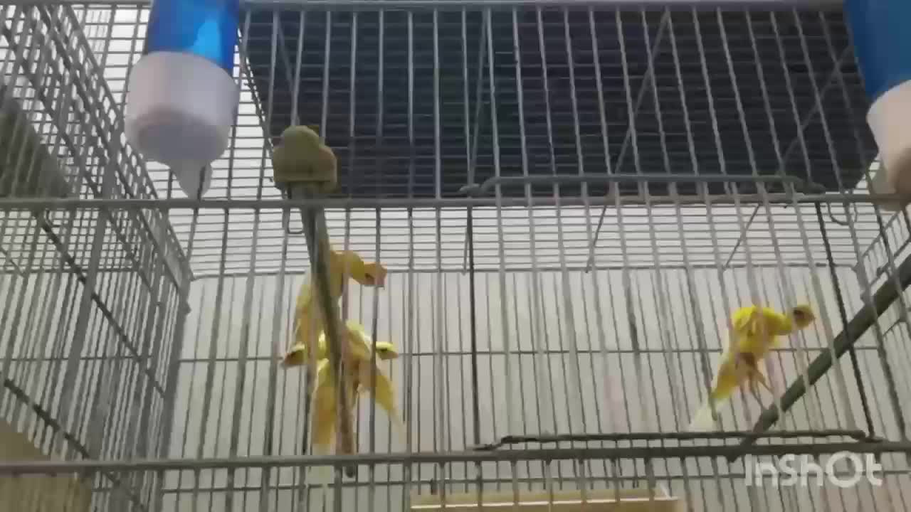 قناری جیبوس جیور سرخ پرسپولیس|پرنده|قم, لسانی|دیوار