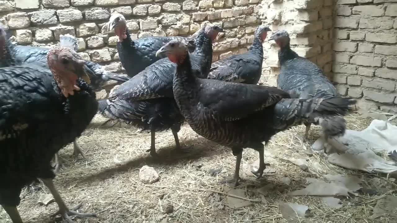 بوقلمون|پرنده|داران, |دیوار