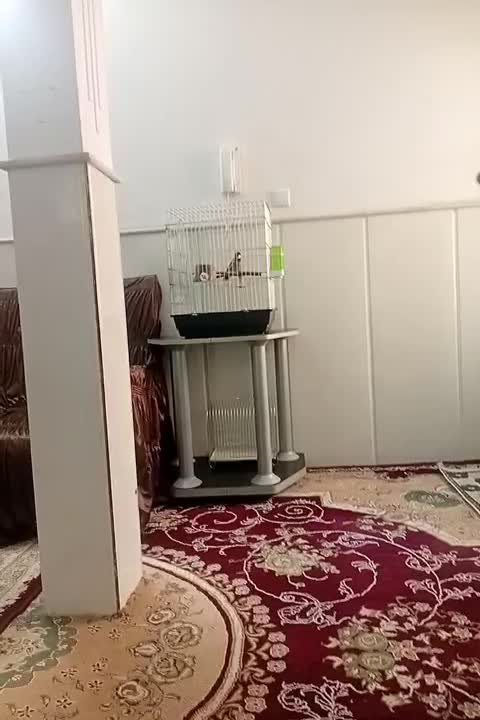 پرنده|پرنده|قم, حاج خلیل|دیوار