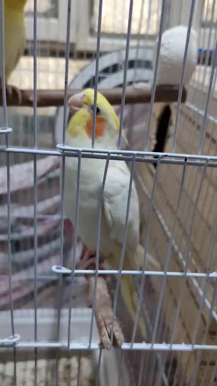 عروس هلندی جفت مولد 6 عدد|پرنده|بندر دیر, |دیوار