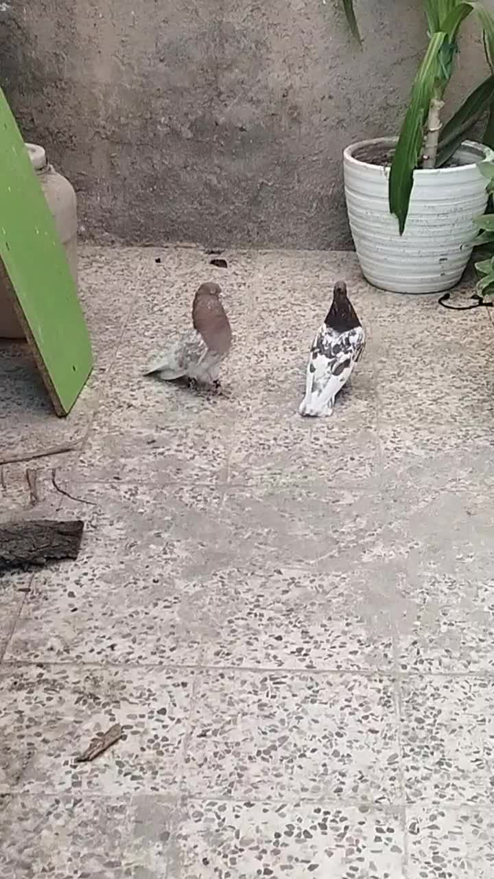 نرو ماده کله عتیقه|پرنده|مرودشت, شهرک بسیجیان|دیوار