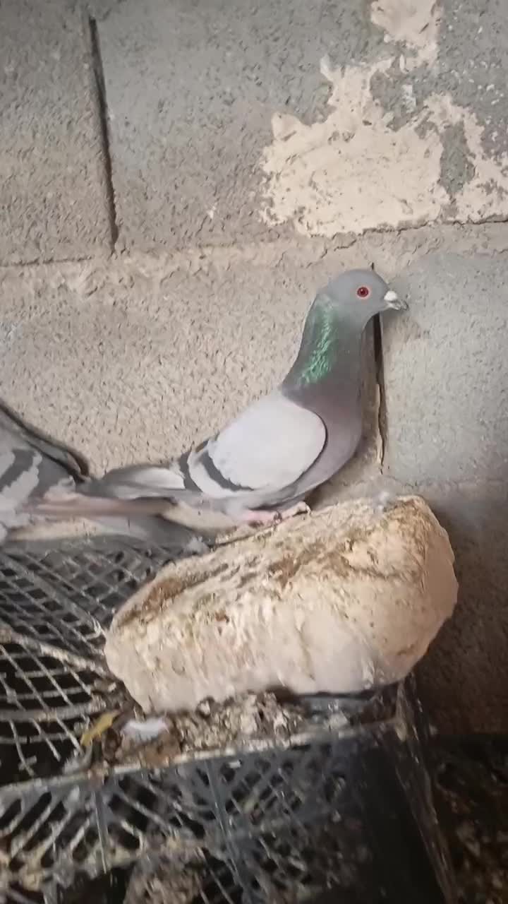 کبوتر پلاکی|پرنده|درودزن, |دیوار