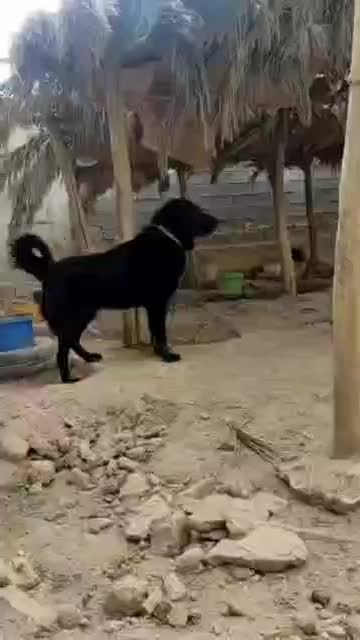 سگ گله ای|سگ|سیراف, |دیوار