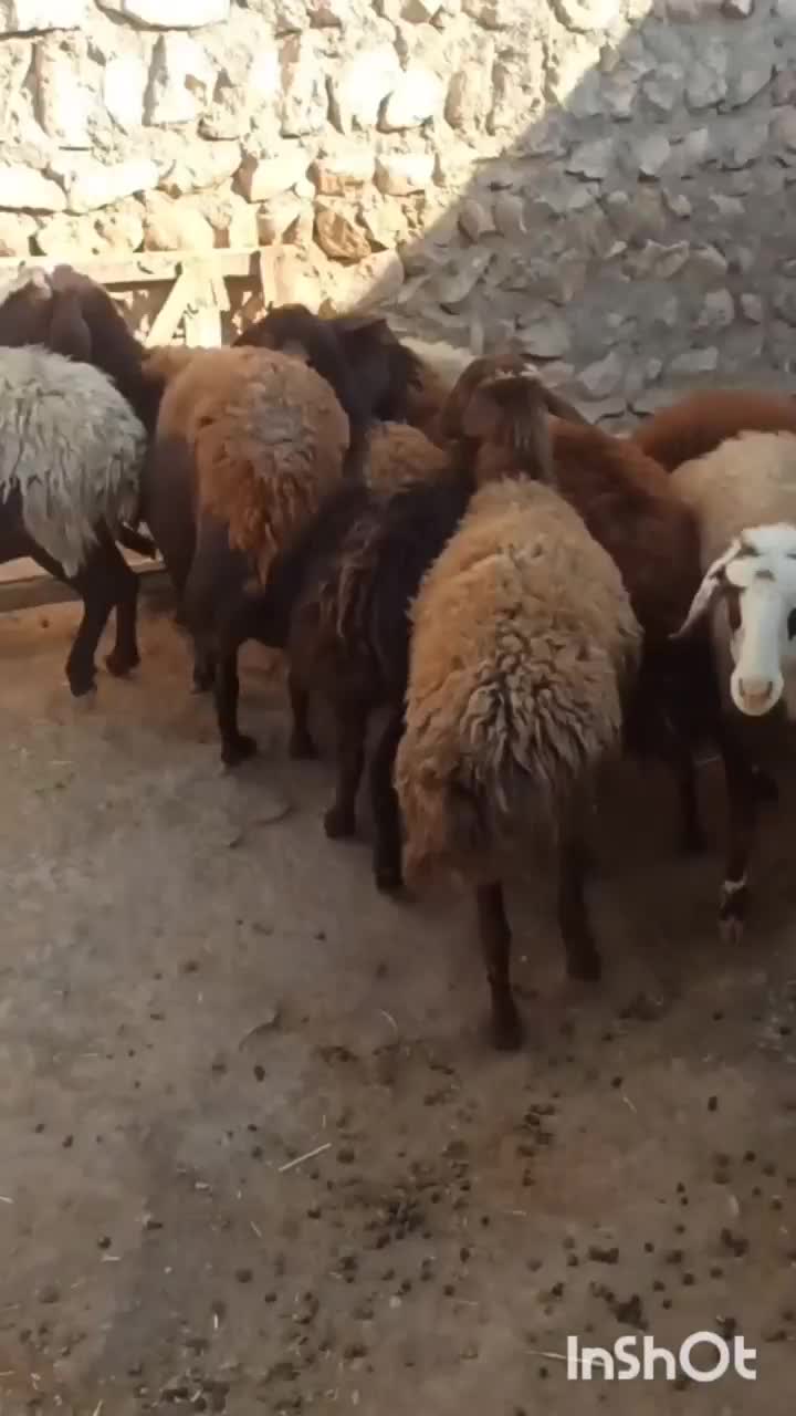 میش آبستن میش بره|حیوانات مزرعه|کوهدشت, |دیوار