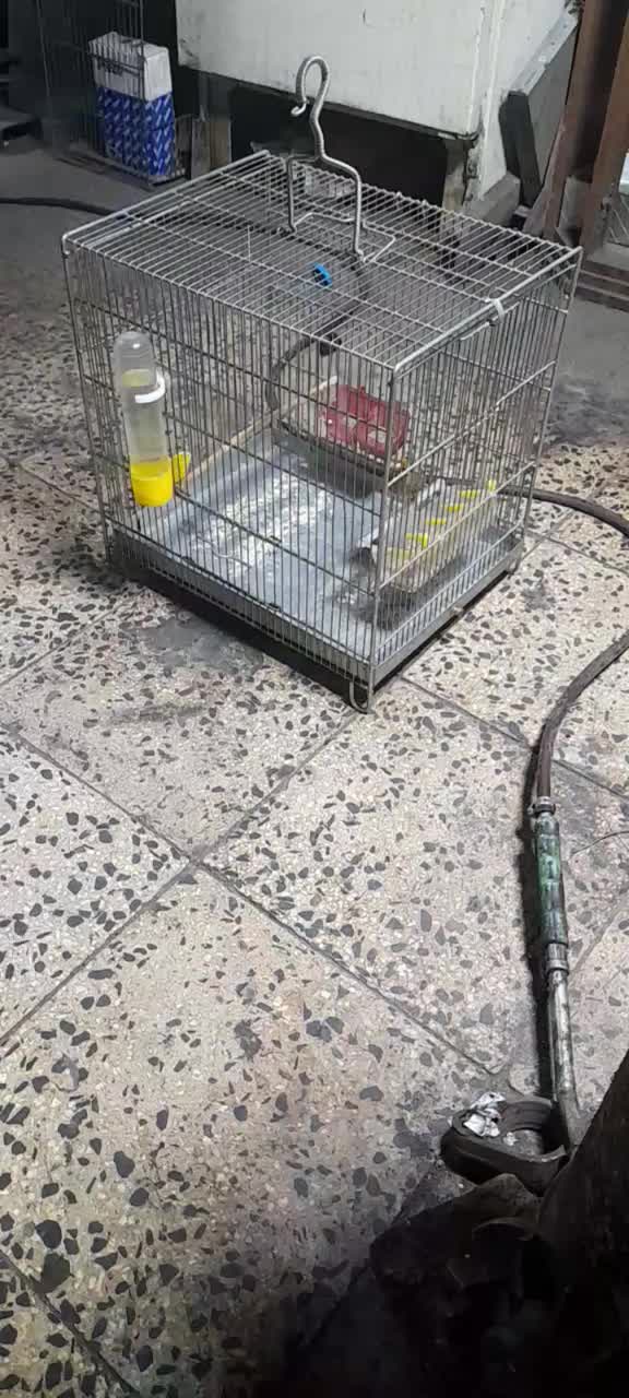 سهره غناری ول ول دار دوستا سهره دهن دار فروش فوری|پرنده|ملایر, |دیوار