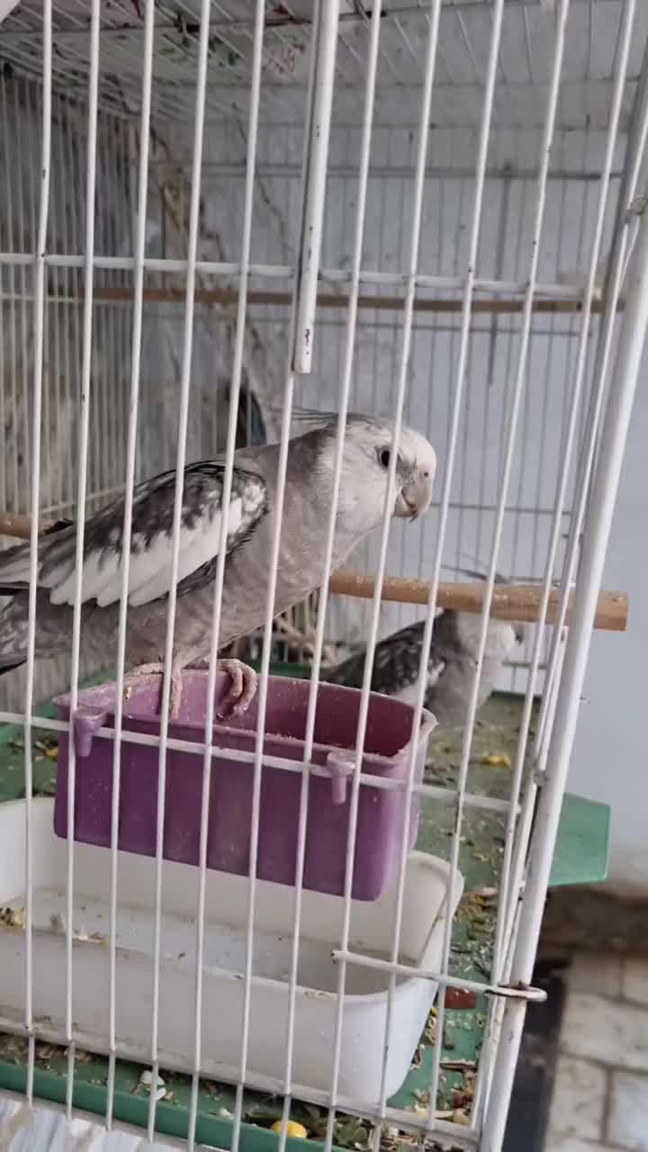 عروس هلندی ایزابلا|پرنده|زاهدان, |دیوار