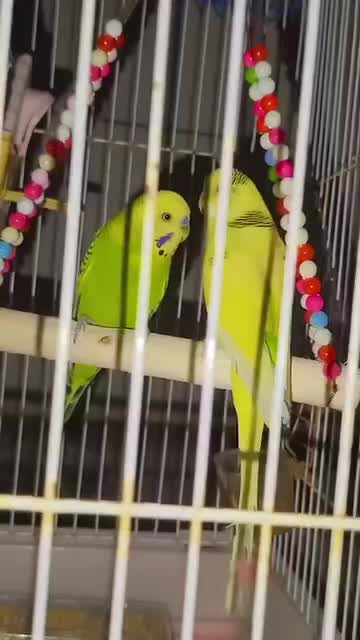 دو عدد مرغ عشق نر|پرنده|پارس‌آباد, |دیوار