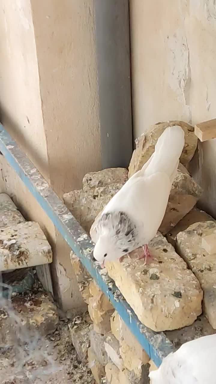 طوقی|پرنده|کازرون, |دیوار