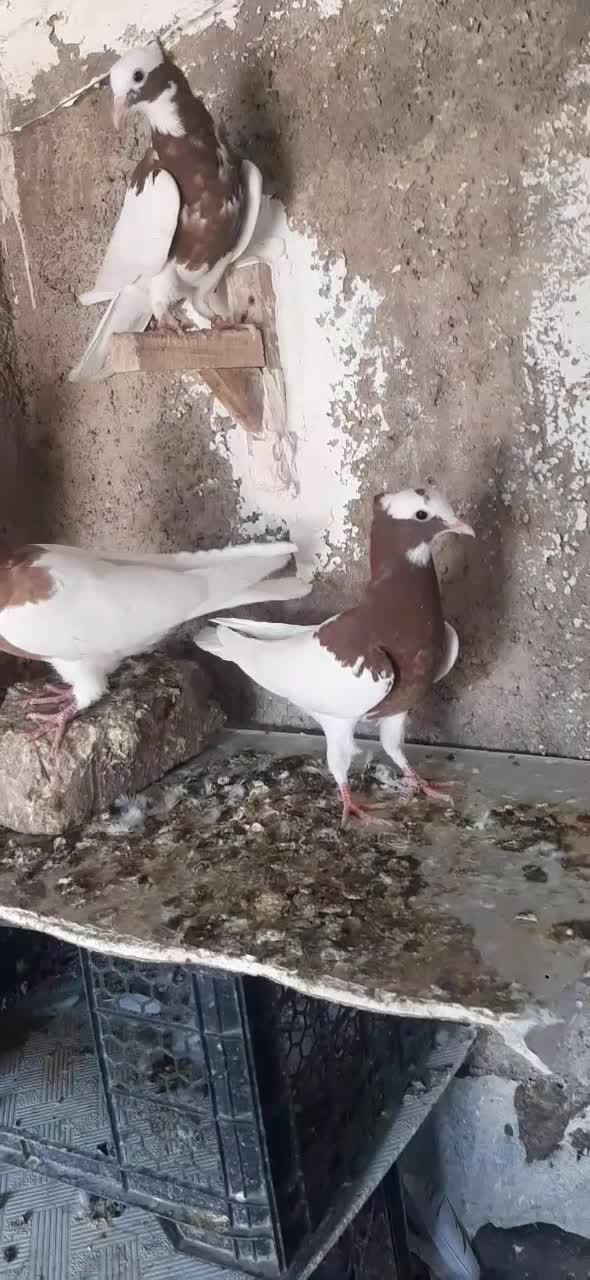 طوقی،طوق زرد،طوق سرخ|پرنده|شیراز, کوشک میدان|دیوار