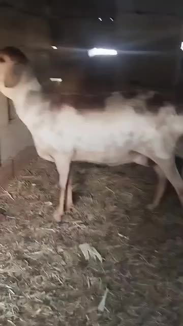 میش بره نر صومال فاریاب|حیوانات مزرعه|کهنوج, |دیوار