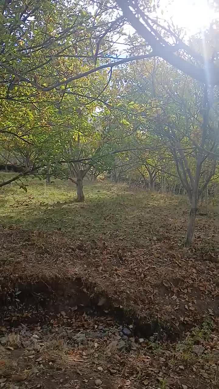 یک هکدار باغ گردو|فروش دفتر صنعتی، کشاورزی، تجاری|سراب, |دیوار