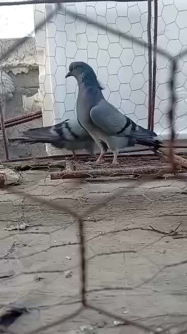 کبوتر پرشی|پرنده|میناب, |دیوار