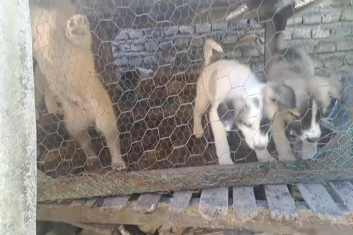 سگه گله|سگ|علیآباد کتول, |دیوار