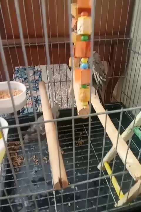 عروس هلندی|پرنده|نسیمشهر, |دیوار