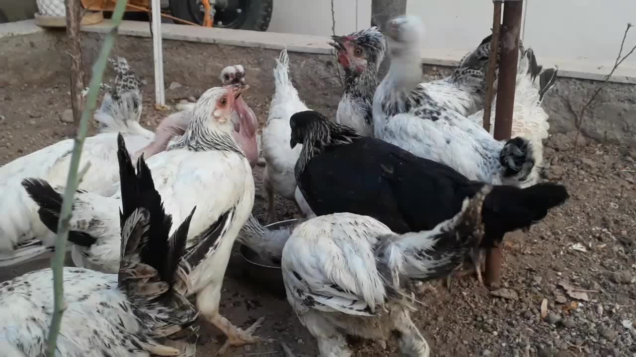 نیمچه مرغ و خروس گردن لخت چهل تاج کاکُلی|حیوانات مزرعه|محمدیه-قزوین, |دیوار