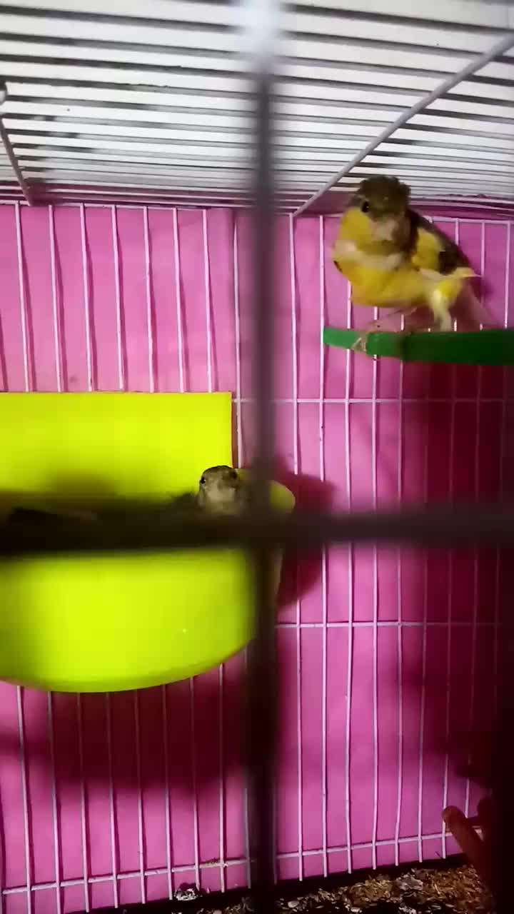 قناری باتخم سهره عروس البینیو دستی نر|پرنده|مشهد, نظام دوست|دیوار