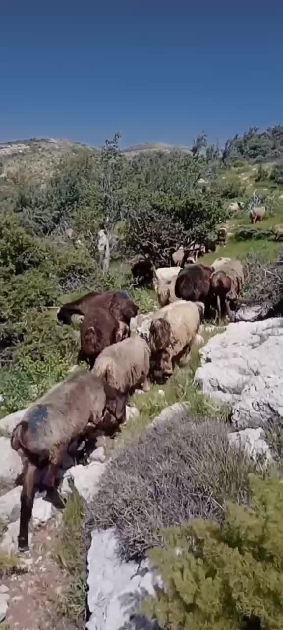 بره چاق|حیوانات مزرعه|یاسوج, |دیوار