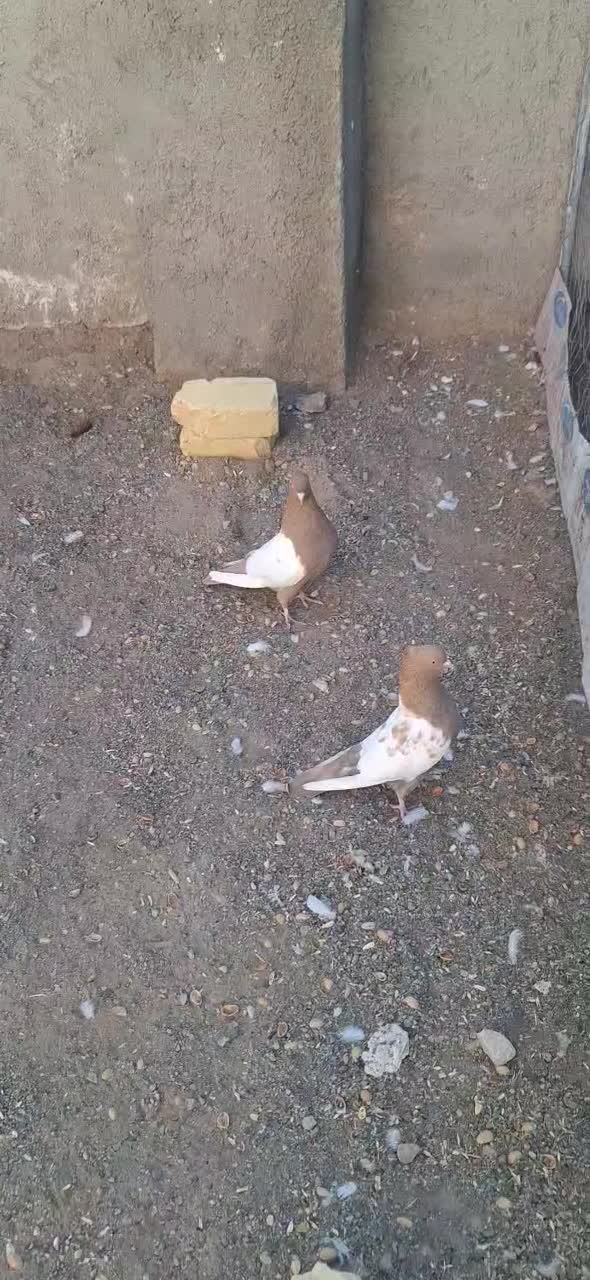 کبوتر سینه|پرنده|هلالی, |دیوار