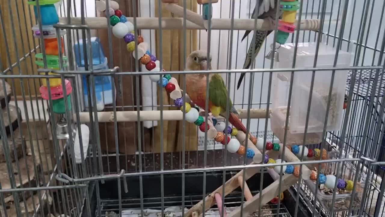 طوطی گرینچیک|پرنده|محمدیه-قزوین, |دیوار