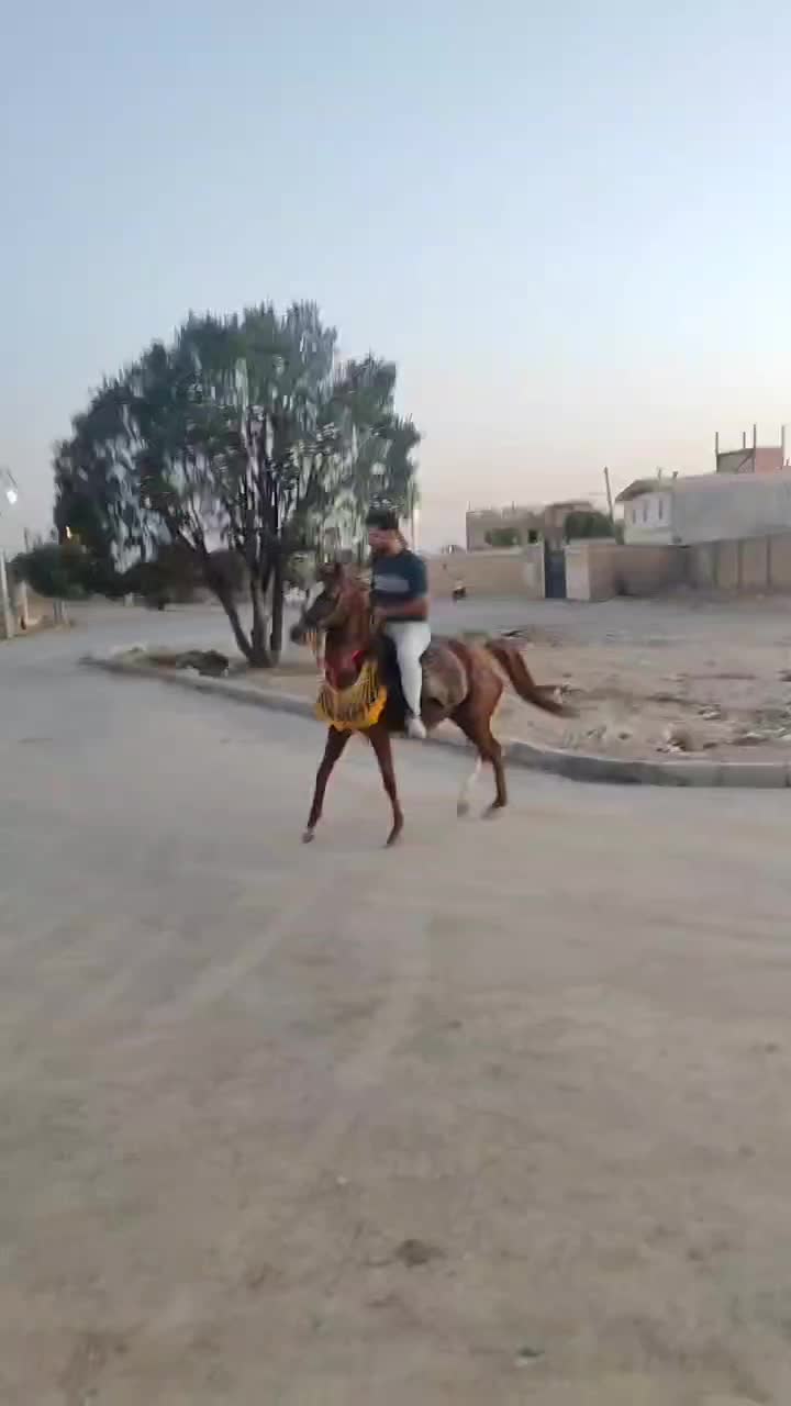 مادیان|اسب و تجهیزات اسبسواری|کبودرآهنگ, |دیوار