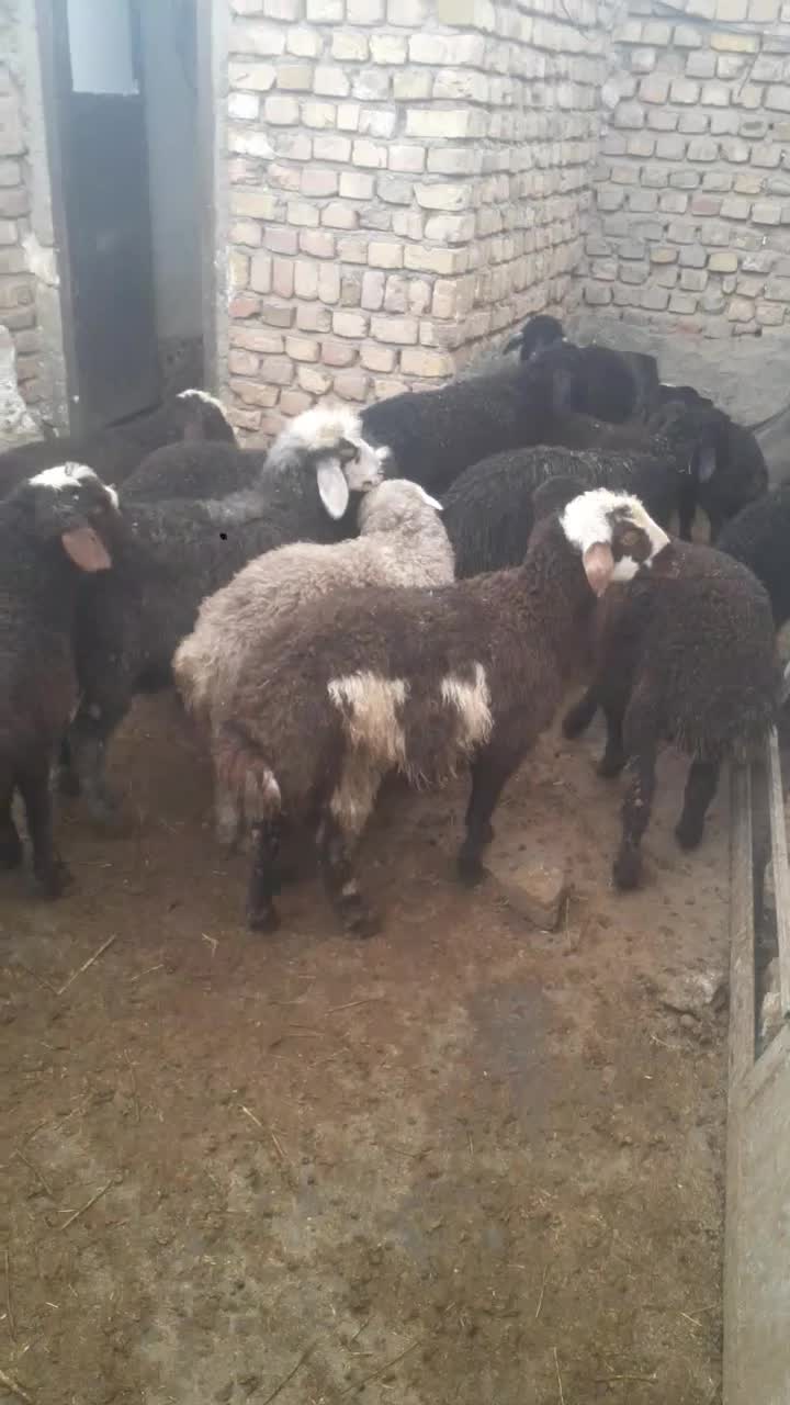 بره نر|حیوانات مزرعه|بوئین زهرا, |دیوار