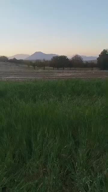 کره نریان ده ماهه|حیوانات مزرعه|بلداجی, |دیوار