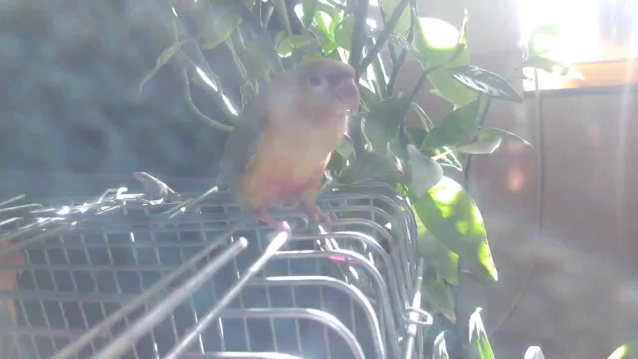 گرینچیک جوجه دونه خور|پرنده|شیراز, دروازه قران|دیوار