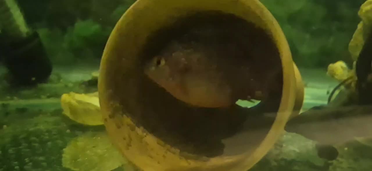 جفت جوئل مولد|ماهی|اصفهان, عاشق‌آباد|دیوار