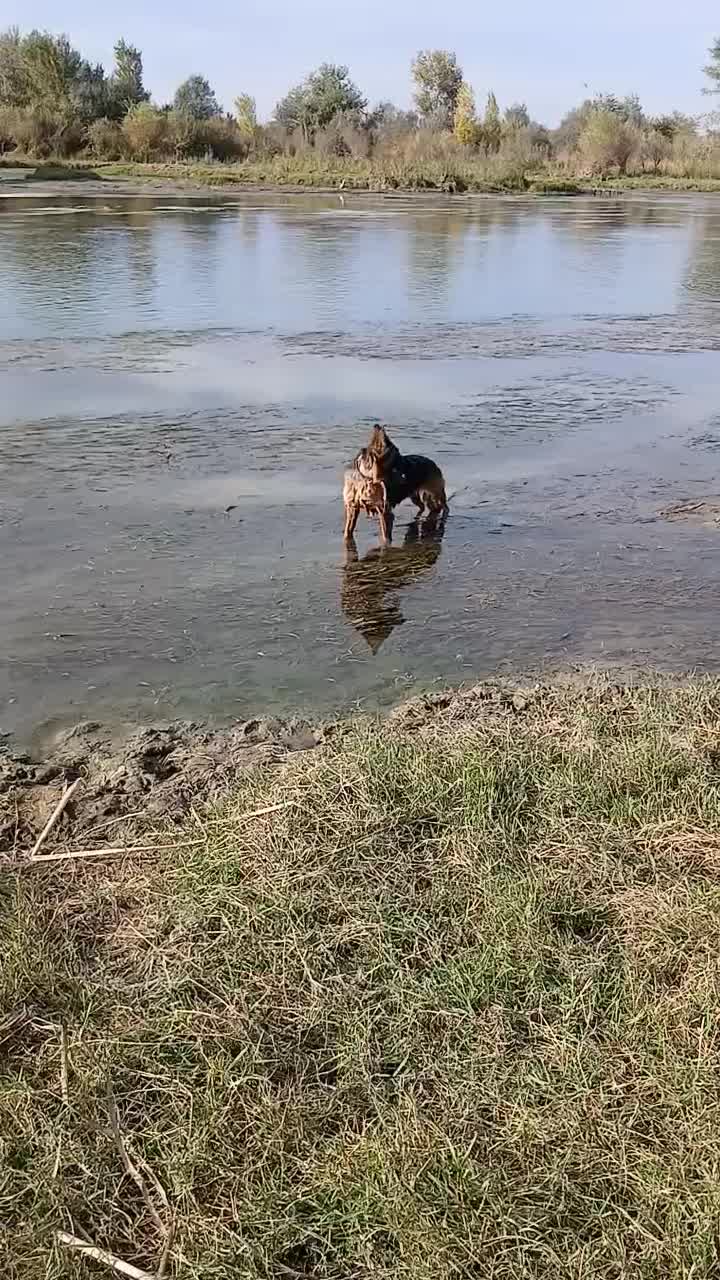 سگ ..|سگ|اصلاندوز, |دیوار