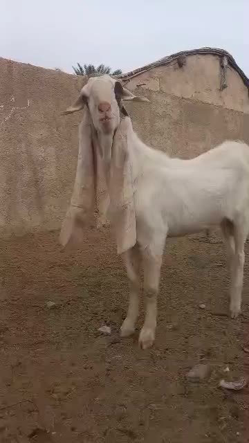 پازن..بز..کهره|حیوانات مزرعه|قیروکارزین, |دیوار