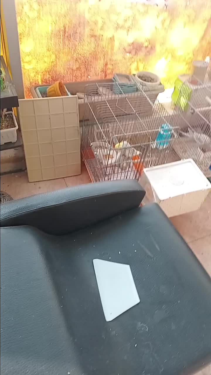 عروس هلندی جفت خورده|پرنده|اسلام‌شهر, مسکن مهر اسلاشهر (شهرک امام خمینی)|دیوار