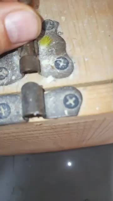 جفت ملنگو مولد  معاوضه با گرینچیک یا شاه طوطی|پرنده|ساری, |دیوار