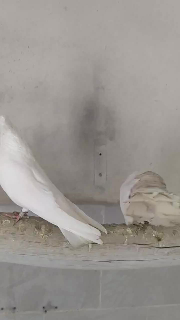 جفت سفید|پرنده|محمدیار, |دیوار