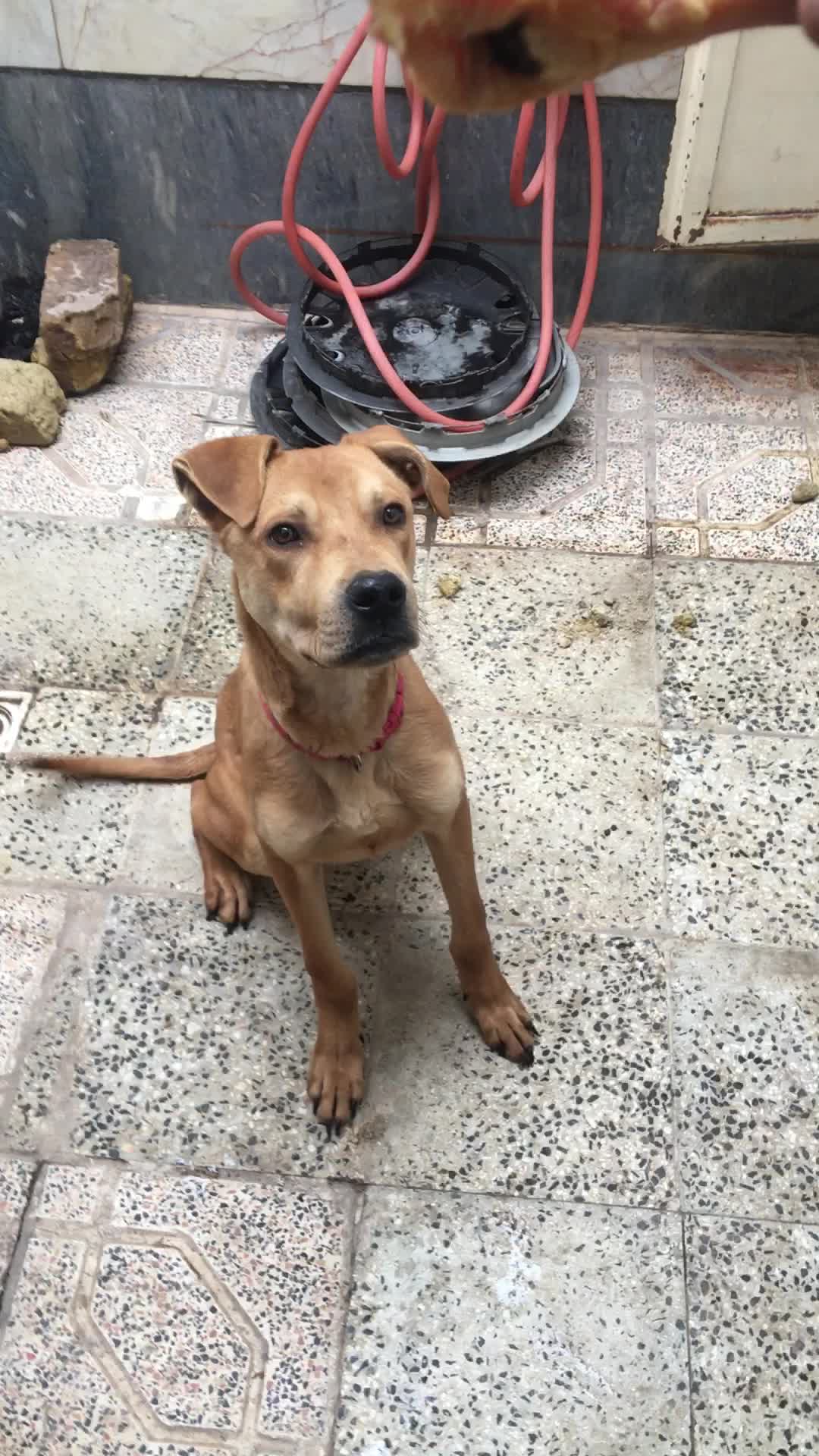 سگ پیتبول|سگ|تهران, آذربایجان|دیوار