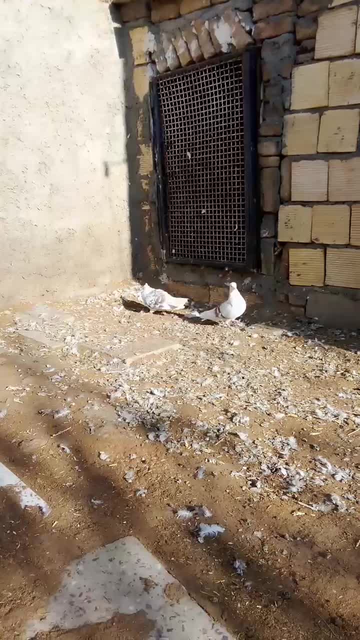 نرو ماده پلنگ میل سرخ|پرنده|دورود, |دیوار