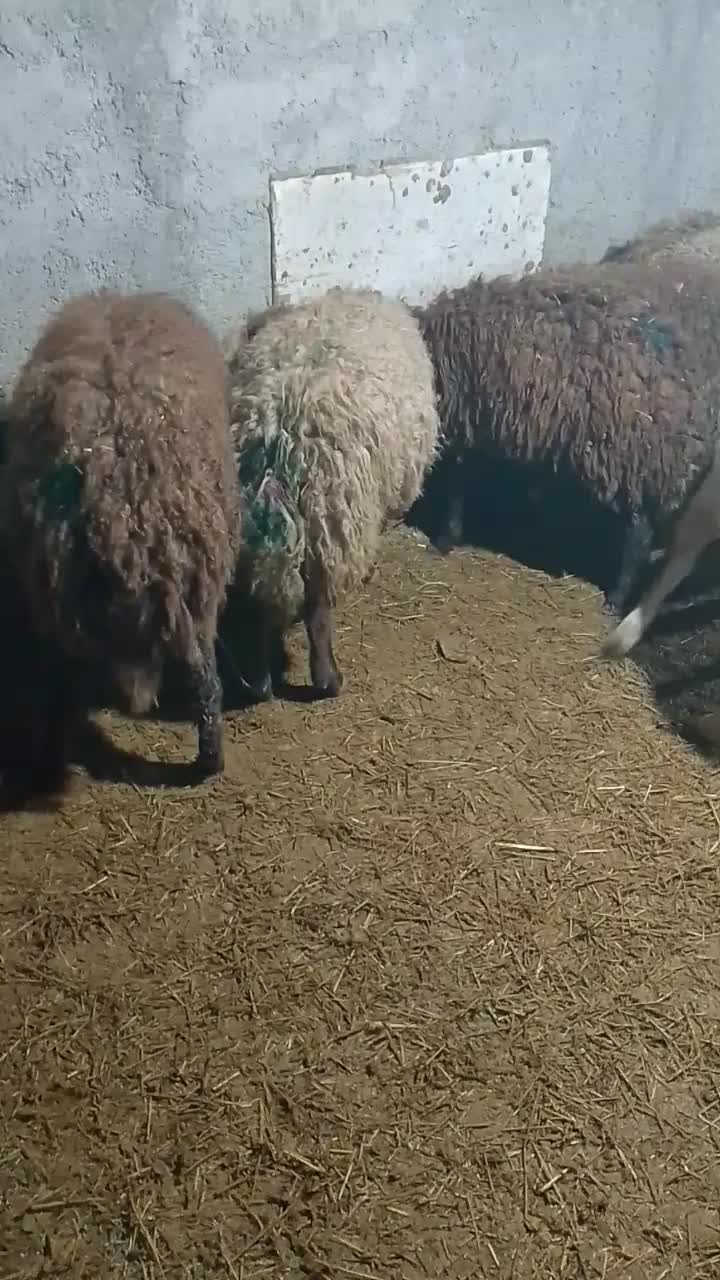 تعداد20 بره ماده|حیوانات مزرعه|اردبیل, |دیوار