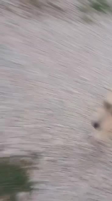 توله سگ ۶ماه مادر پژدر اصل پدر سرابی|سگ|پیرانشهر, |دیوار