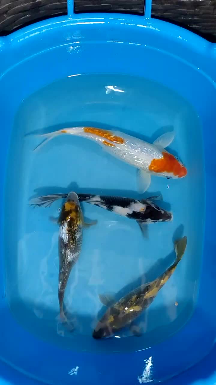 ماهی کوی گرید A|ماهی|تهران, شهرک ولیعصر شمالی|دیوار