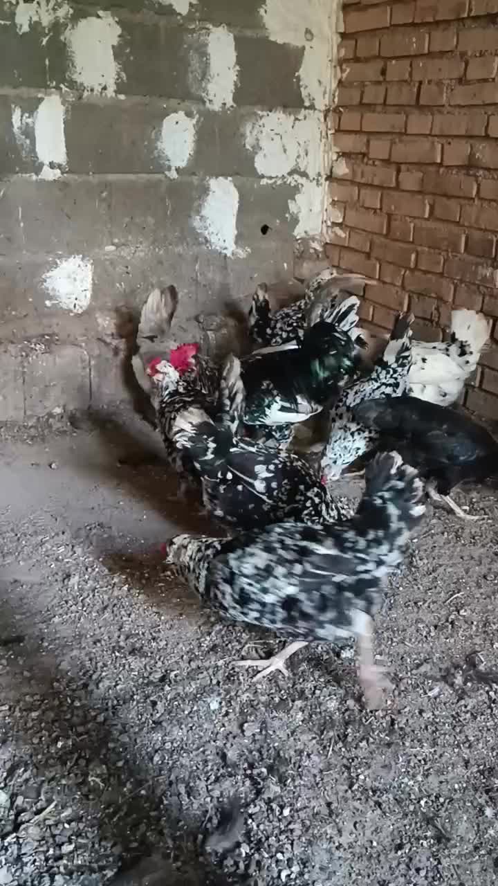 تخم مرغ‌ گلین|حیوانات مزرعه|خان ببین, |دیوار